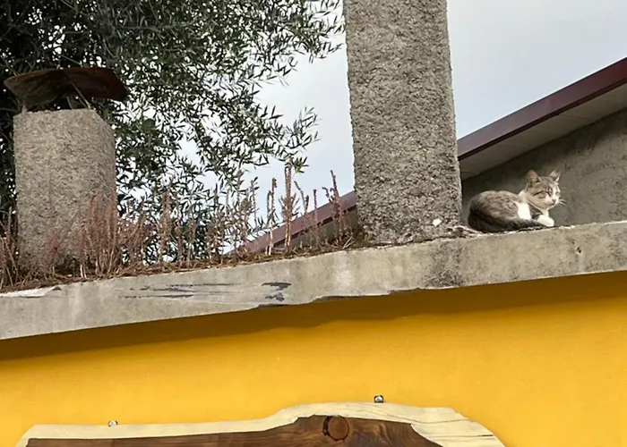 Basto Canedo de Basto